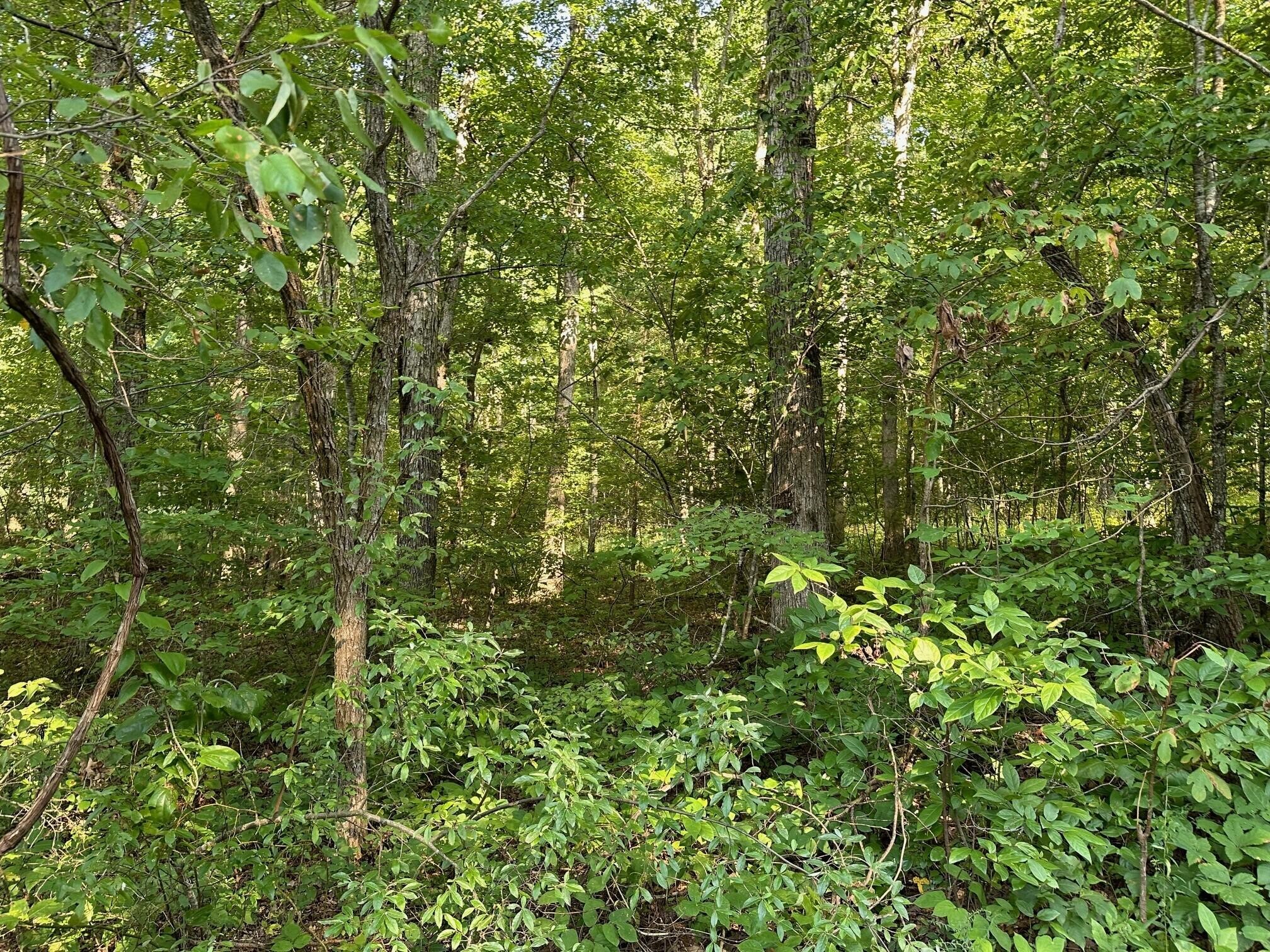 1 Prater Road Pikeville, TN 37367 - Photo 25 of 28 Gallery Image 25