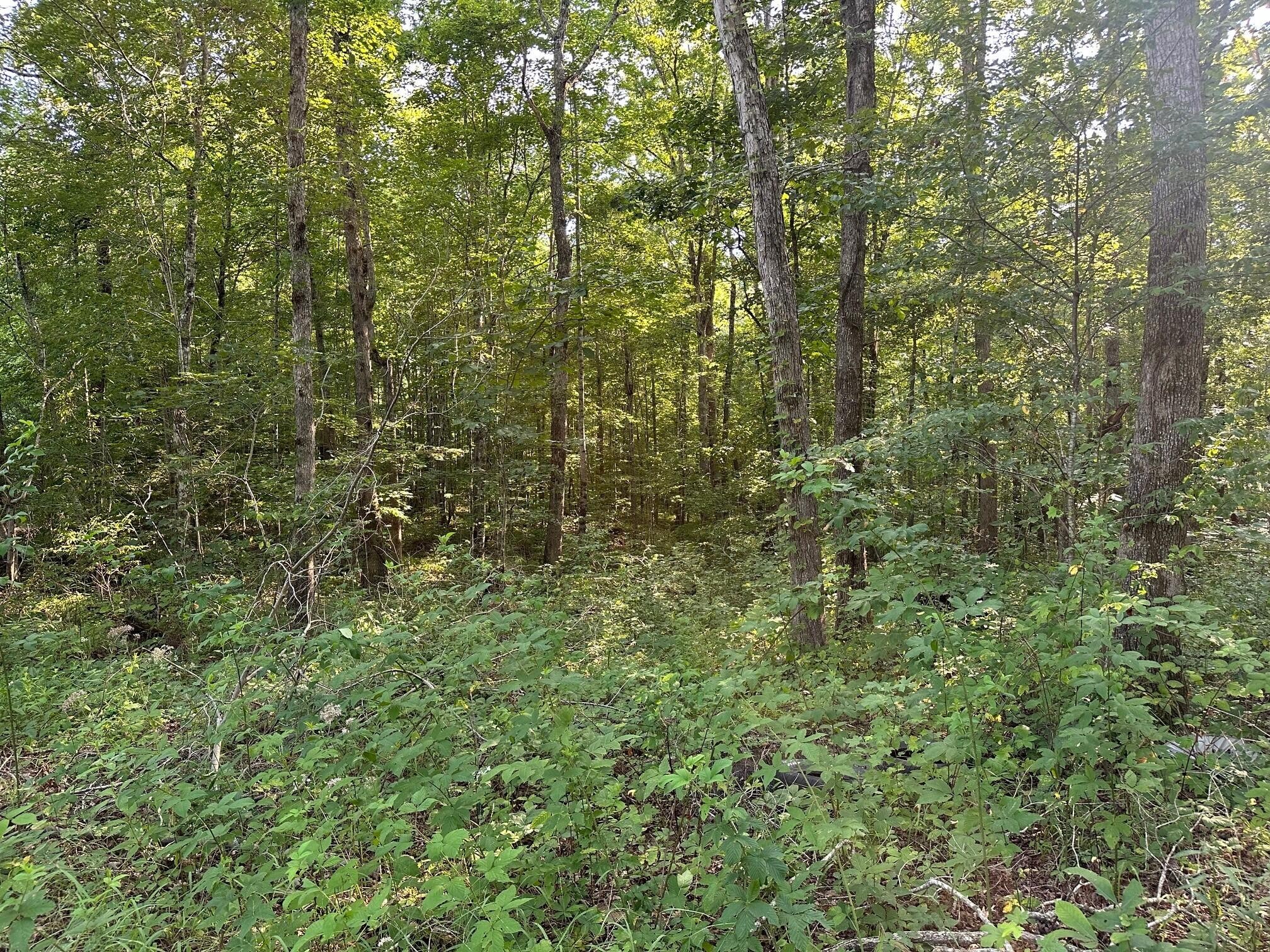 1 Prater Road Pikeville, TN 37367 - Photo 9 of 28 Gallery Image 9