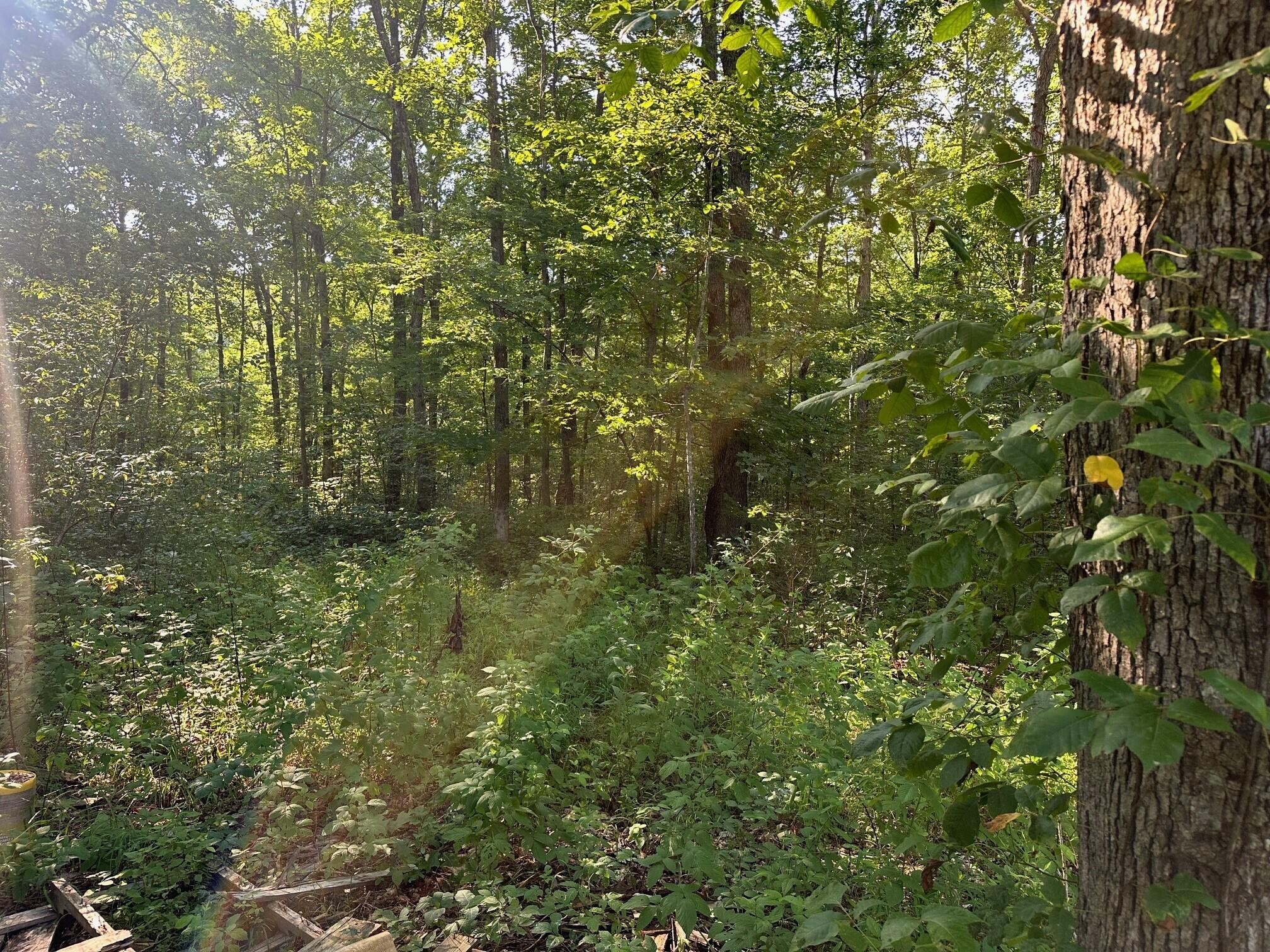 1 Prater Road Pikeville, TN 37367 - Photo 10 of 28 Gallery Image 10