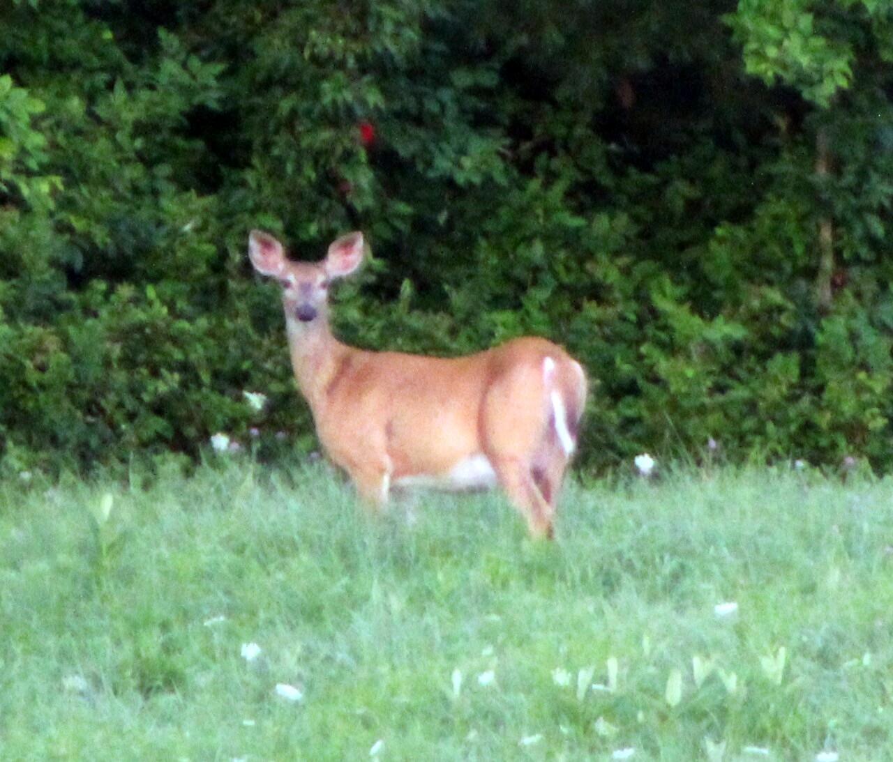 1242 Clinton Avenue Waterville, ME 04901 - Photo 54 of 69 WIldlife