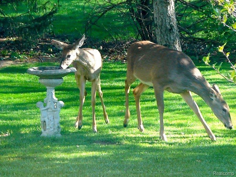 779 Kern Road Lake Orion, MI 48362 - Photo 19 of 23 22 - Wildlife Galore.JPG