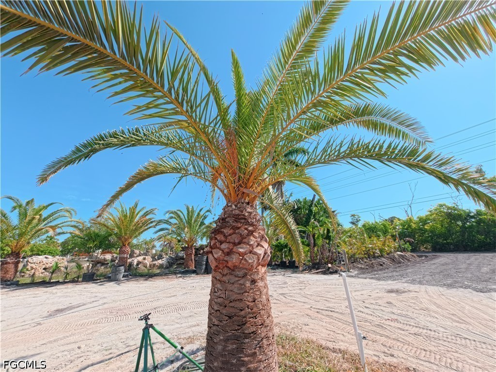 11851 Stringfellow Road Bokeelia, FL 33922 - Photo 25 of 26 a view of a palm trees front of the house