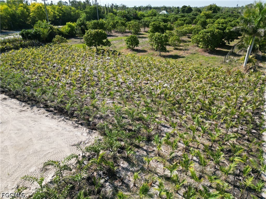 11851 Stringfellow Road Bokeelia, FL 33922 - Photo 6 of 26 a view of a garden with a tree