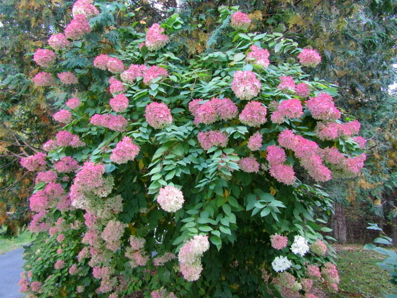 106 Cross Road Minot, ME 04258 - Photo 44 of 51 37. White Hydrangeas turning pink