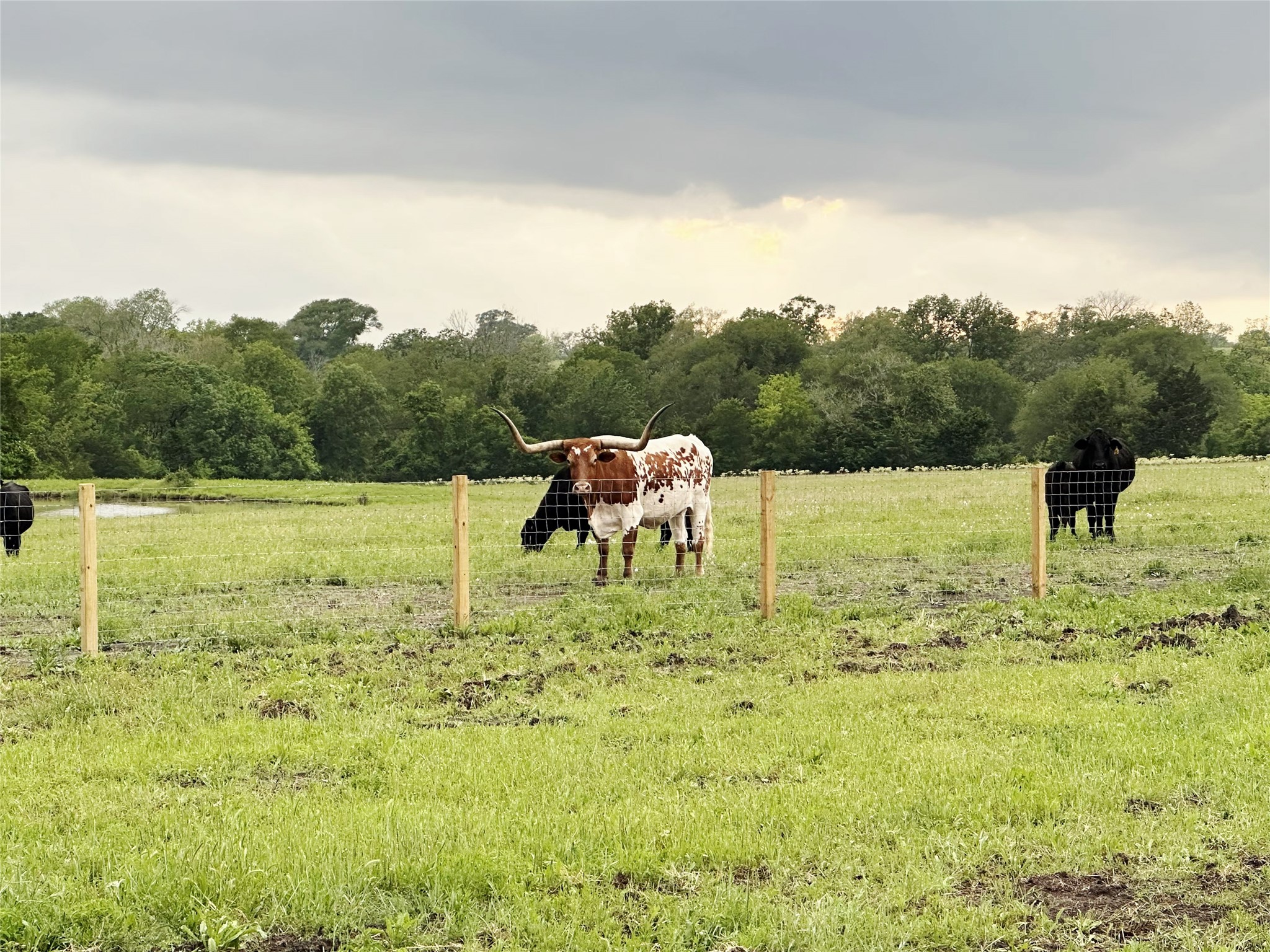 8176 Kramer Road Chappell Hill, TX 77426 - Photo 15 of 17