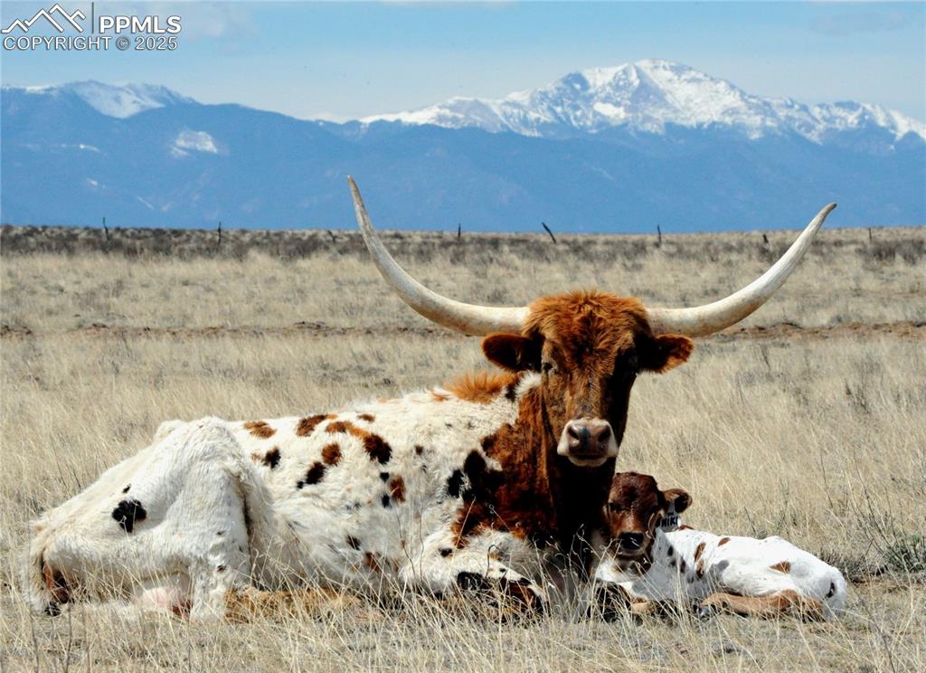 20522 Silverado Hl Loop Colorado Springs, CO 80928 - Photo 5 of 13 GRAZING TEXAS LONGHORNS!