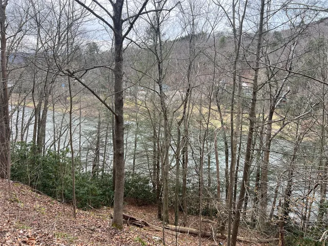 a view of a forest filled with trees