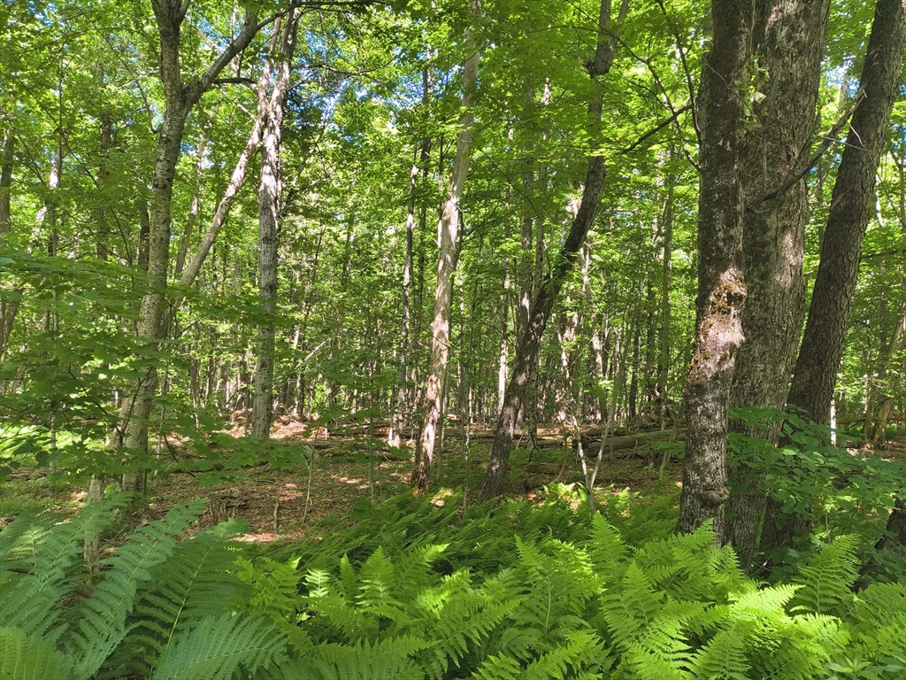 Lot 2 Holcomb Road Chester, MA 01011 - Photo 1 of 4