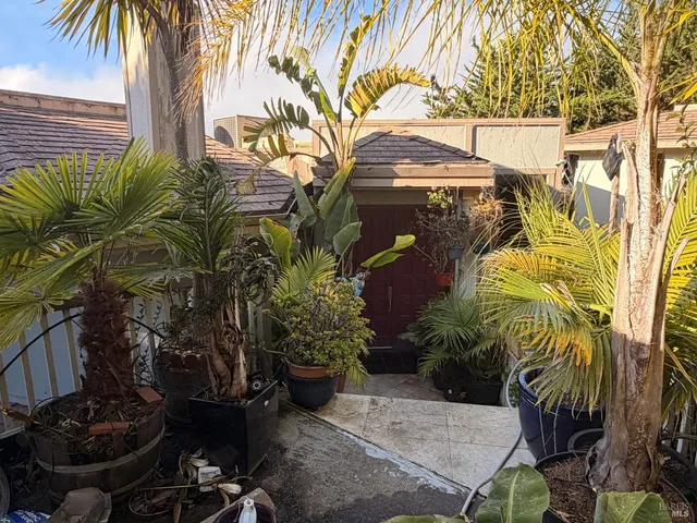 a view of backyard with potted plants and a palm tree
