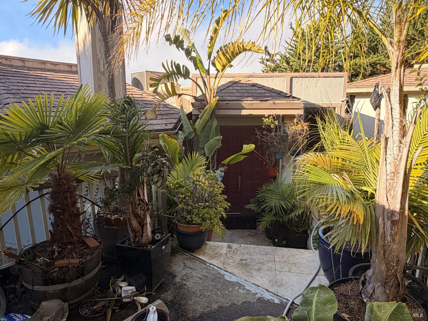 10 Cliff Road Belvedere, CA 94920 - Photo 2 of 8 a view of backyard with potted plants and a palm tree