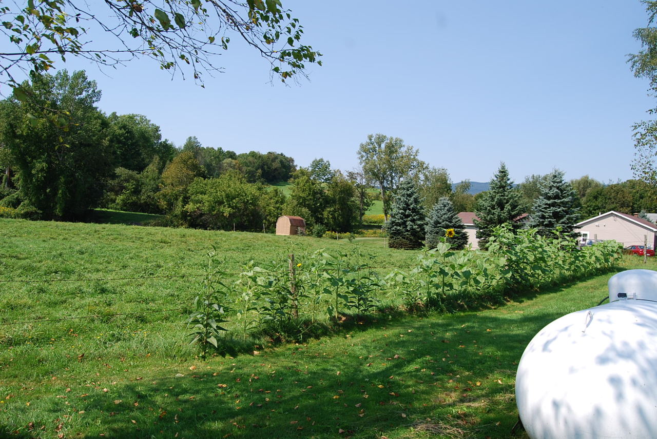 1125 Sandmill Road Cheshire, MA 01225 - Photo 7 of 17 back yard view