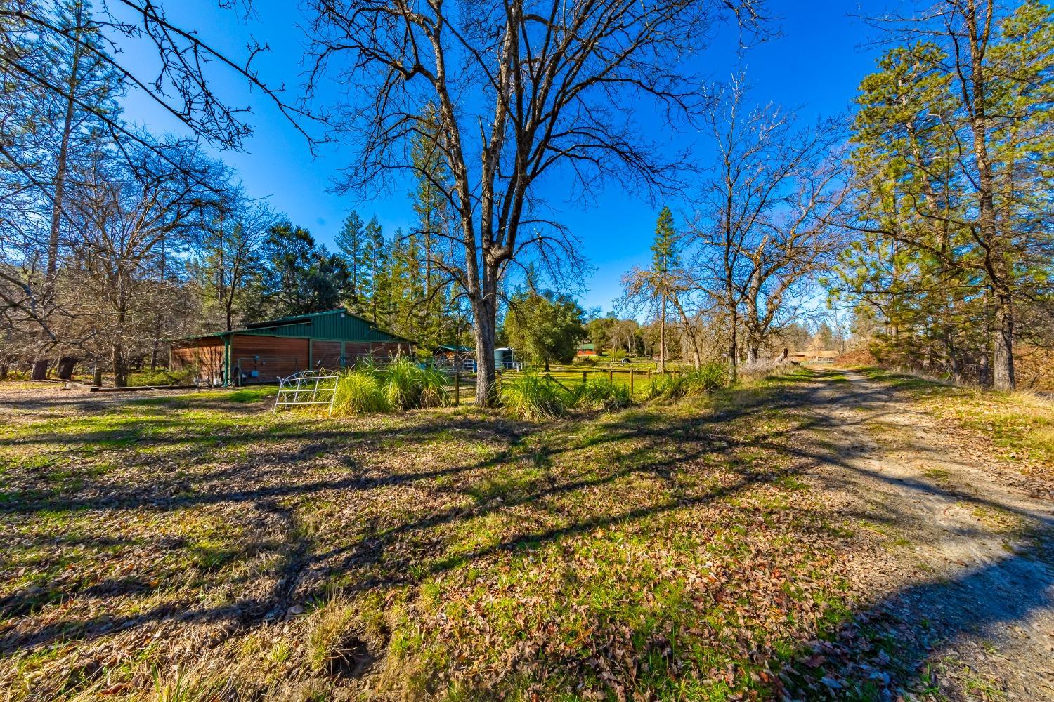 0 Wortham Road Oakhurst, CA 93644 - Photo 7 of 21 a view of yard with tree