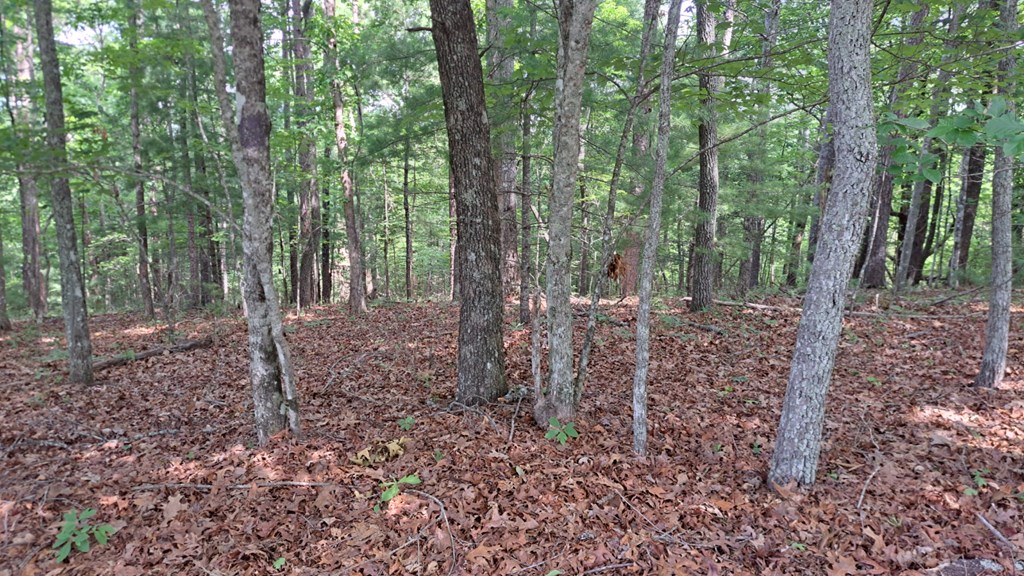 31-acres Upper Bear Paw Road Murphy, NC 28906 - Photo 11 of 26