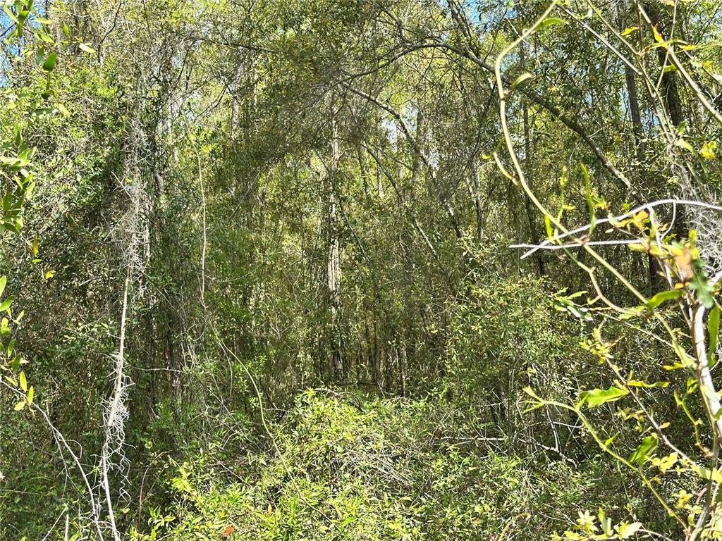 Tbd Hardee Street Bronson, FL 32621 - Photo 11 of 11 a view of a yard
