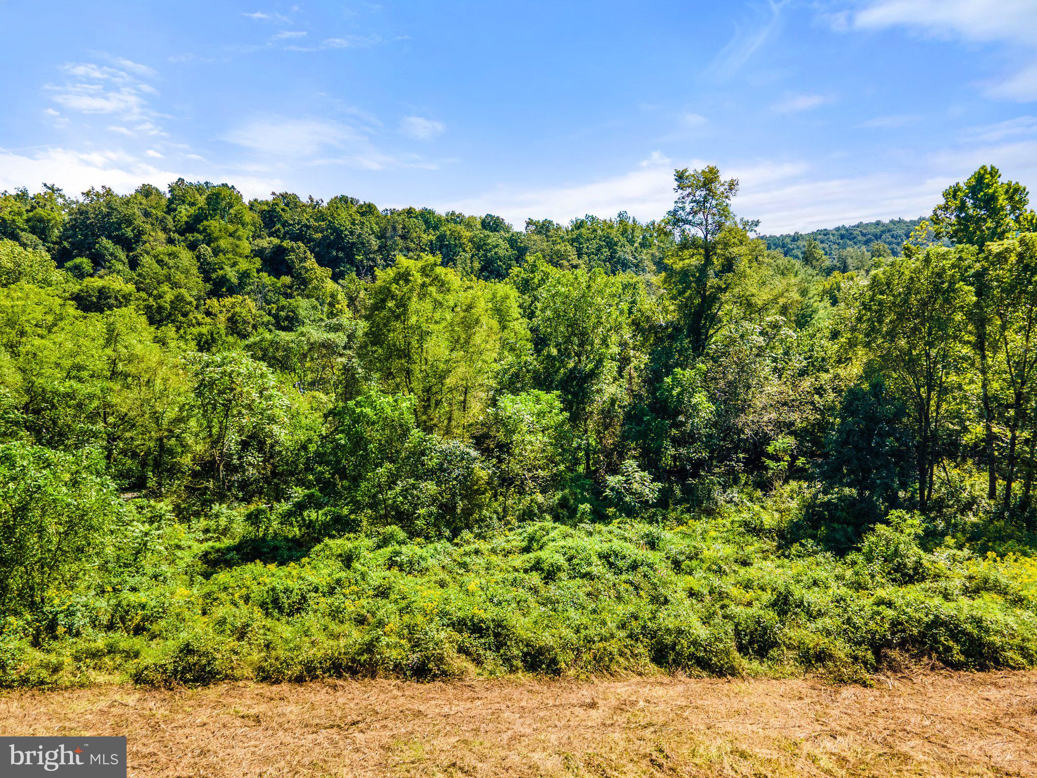 11440 John Marshall Highway Markham, VA 22643 - Photo 21 of 32 treed area