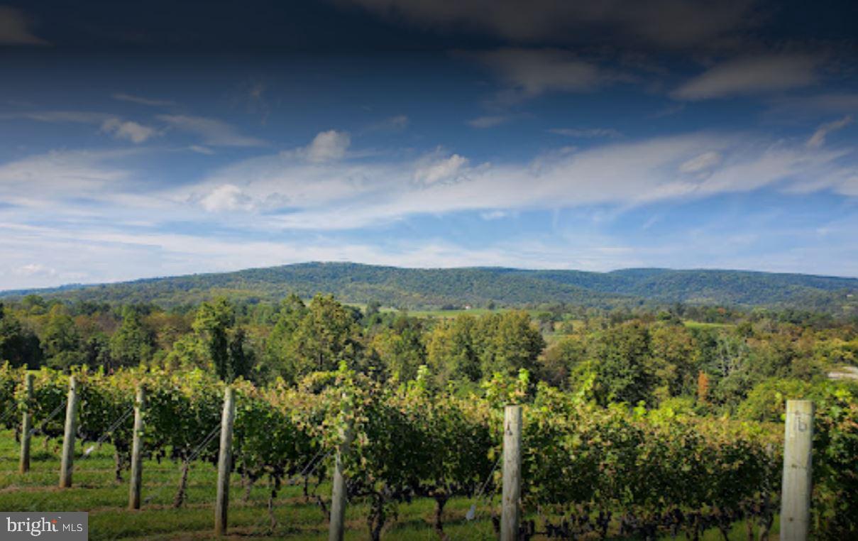 11440 John Marshall Highway Markham, VA 22643 - Photo 24 of 32 NEIGHBORING VINEYARD