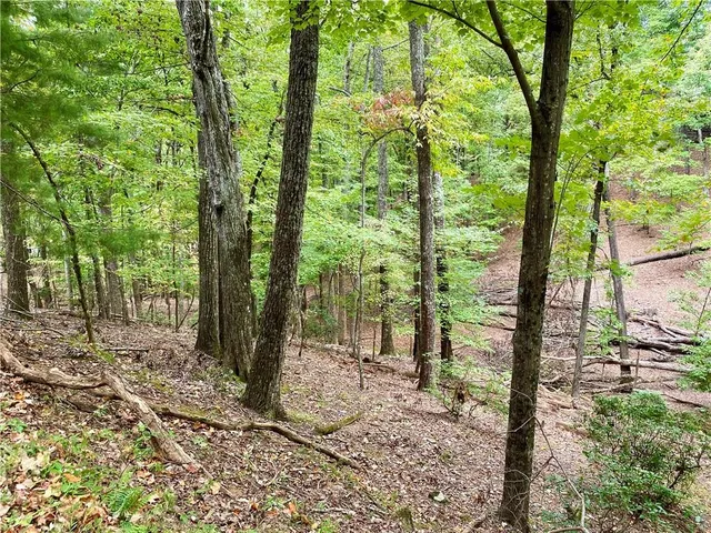 a view of a forest with trees in the background