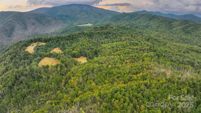 a view of a lush green forest with a mountain