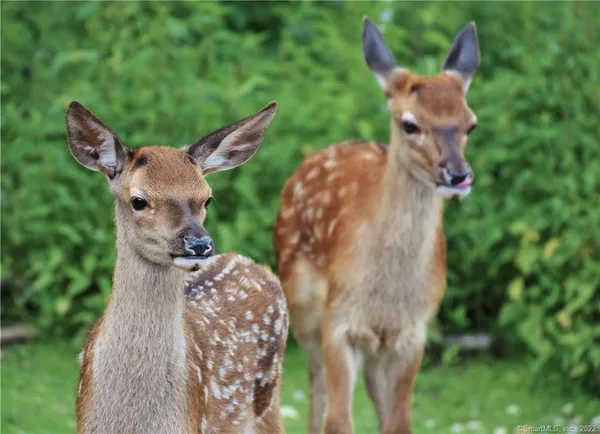 $295,000 | 393 Winchester Road, Winchester, CT 06098