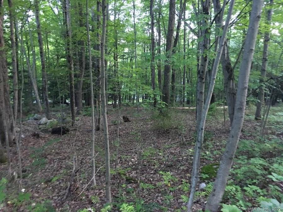 393 Winchester Road Winchester, CT 06098 - Photo 5 of 5 a view of a forest