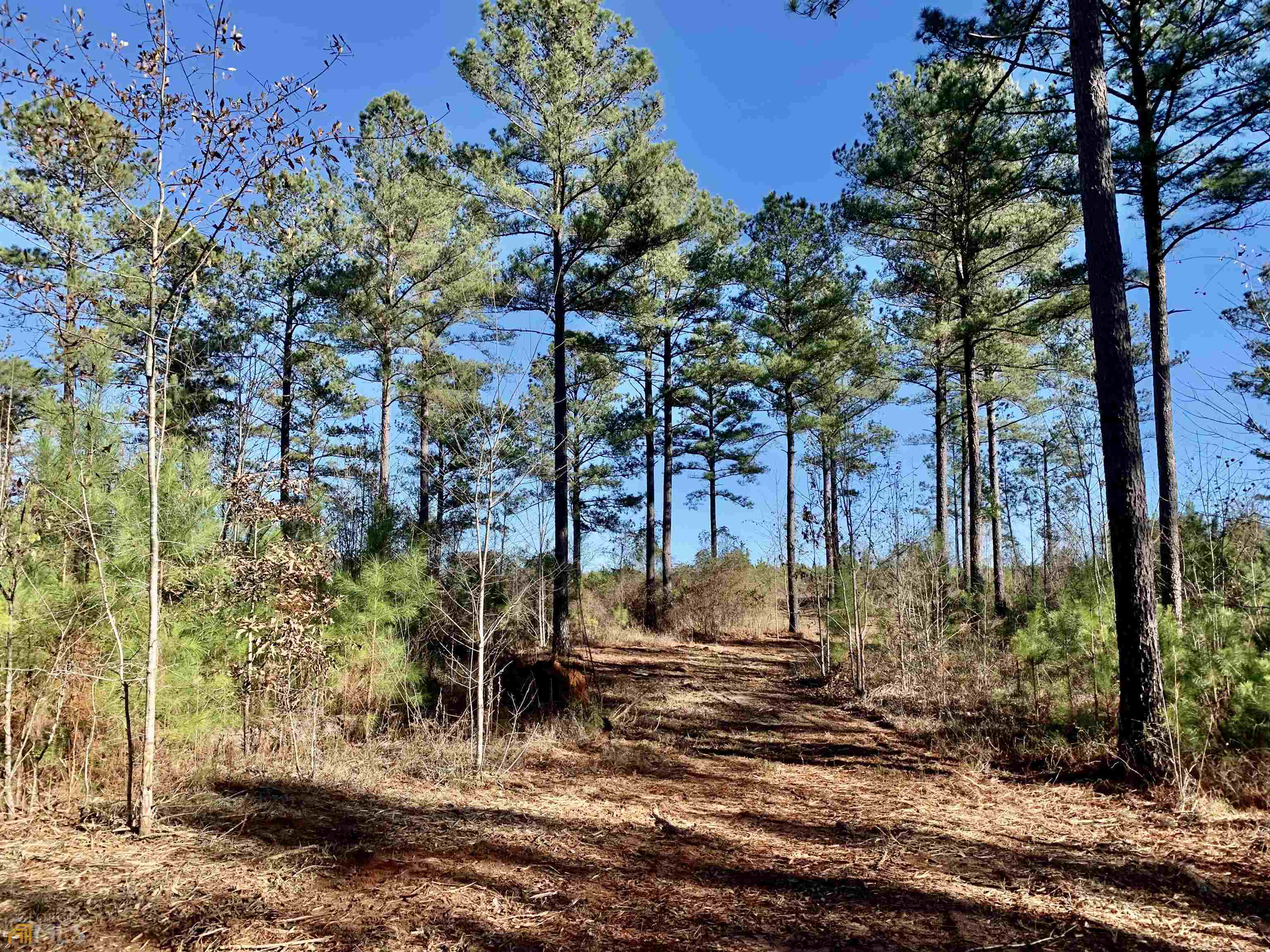0 Brown Hill Road, Unit TRACT 4 Elko, GA 31025 - Photo 1 of 1 a view of a yard with plants and trees