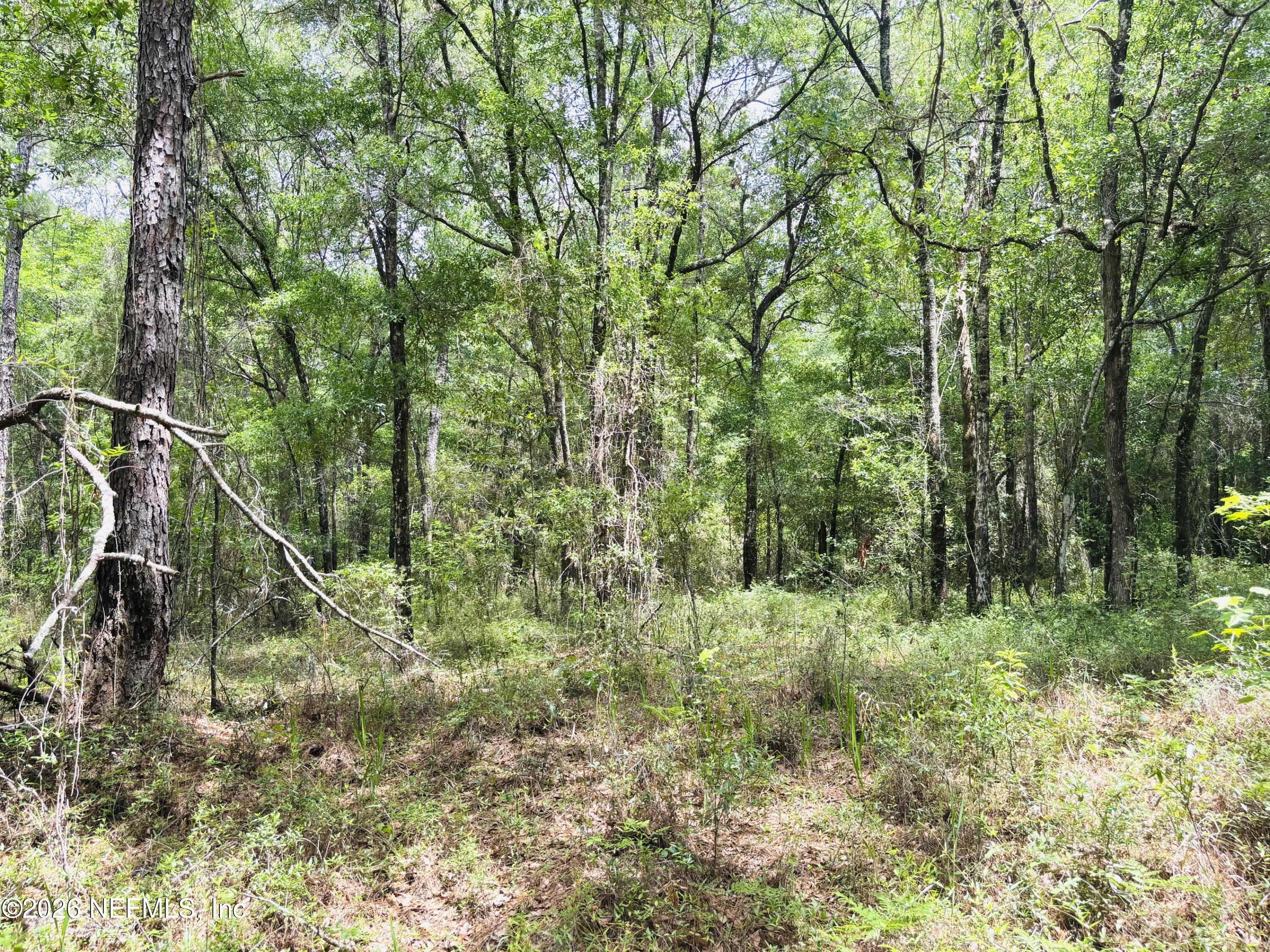 0 Lake Hampton Road Hilliard, FL 32046 - Photo 15 of 23 a view of a lush green forest with large trees
