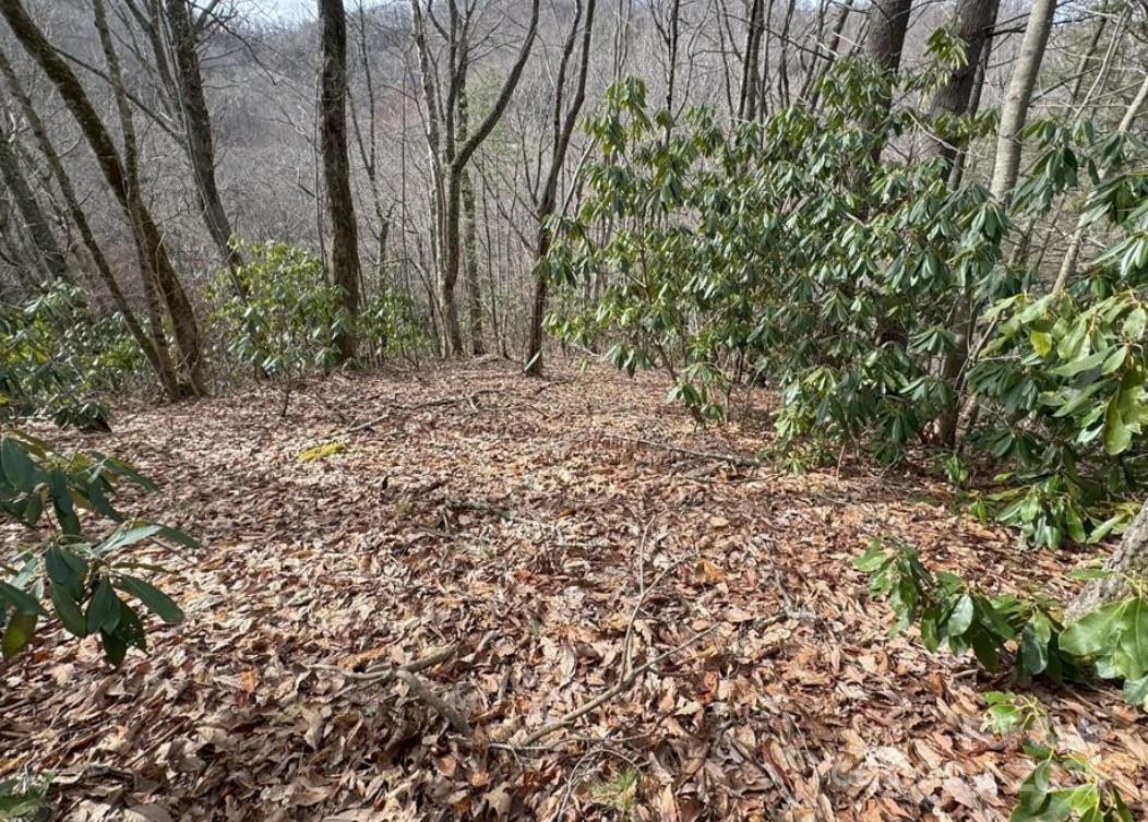 a view of a yard with large trees
