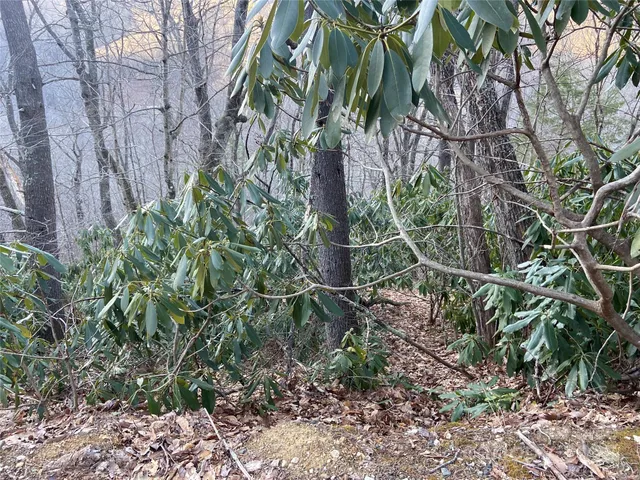 a backyard of a house with lots of trees