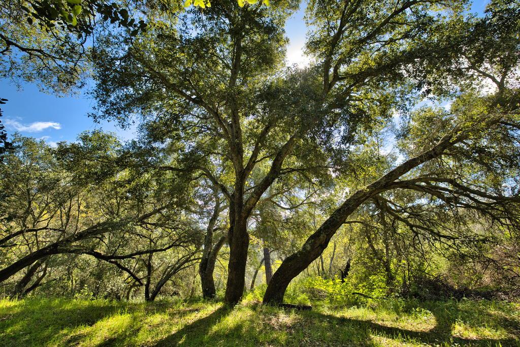 15805 Uvas Road Morgan Hill, CA 95037 - Photo 13 of 41 a view of tree