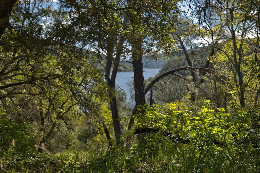 15805 Uvas Road Morgan Hill, CA 95037 - Photo 14 of 41 a plant that is in front of a tree