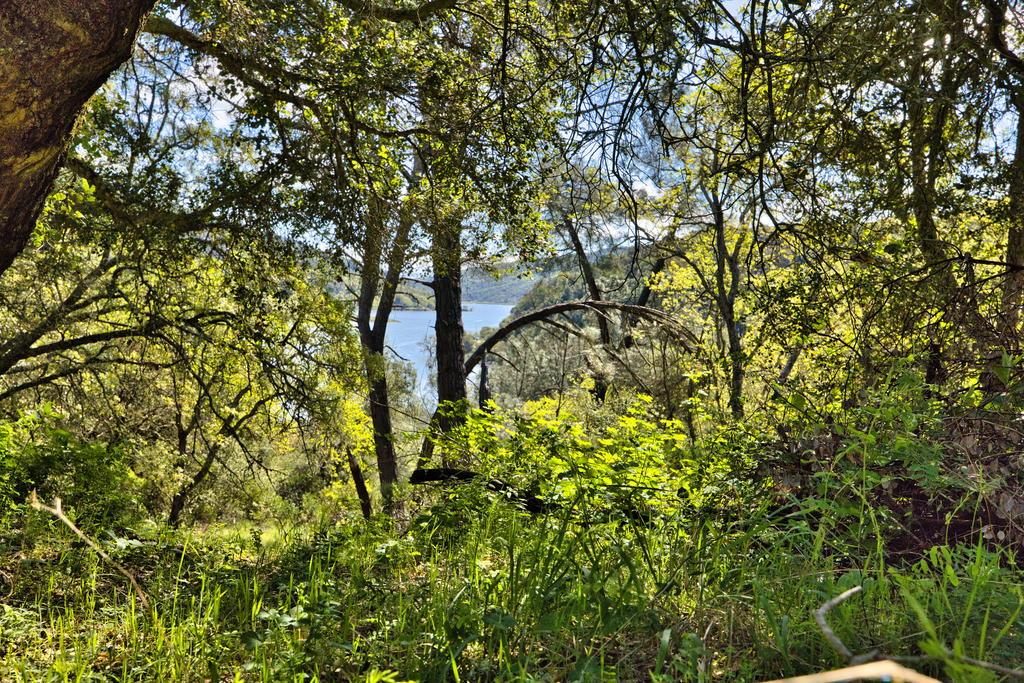 15805 Uvas Road Morgan Hill, CA 95037 - Photo 15 of 41 a backyard of a house with lots of green space