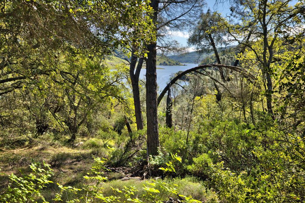 15805 Uvas Road Morgan Hill, CA 95037 - Photo 16 of 41 a view of plant in the background