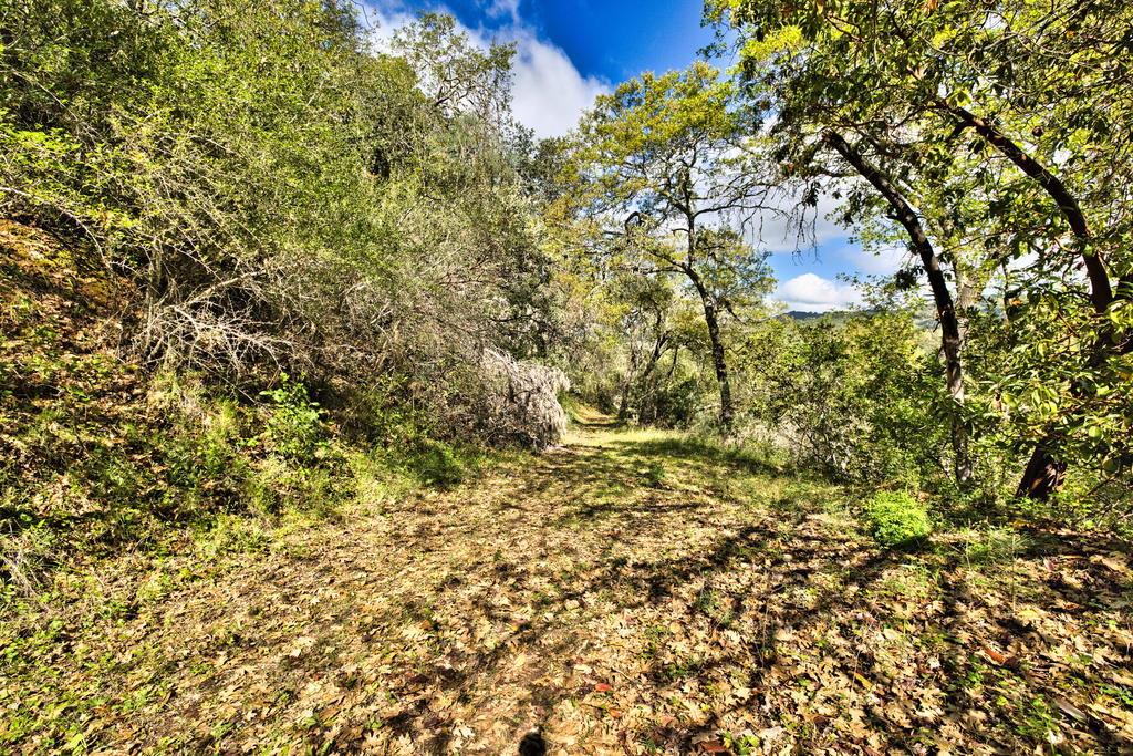 15805 Uvas Road Morgan Hill, CA 95037 - Photo 22 of 41 a view of a yard with a tree