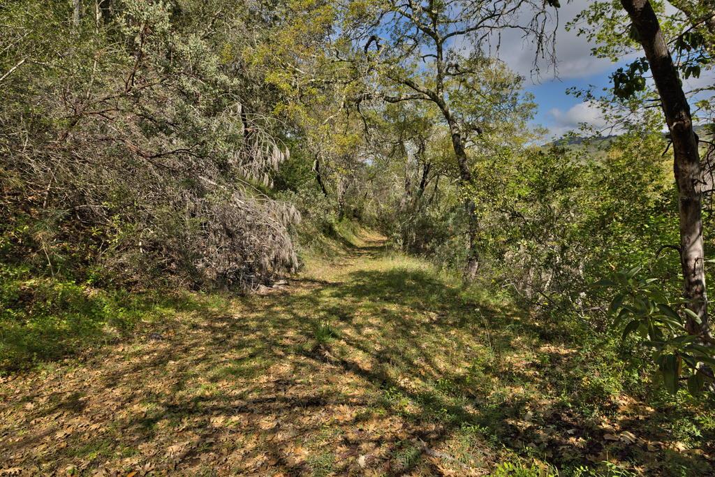 15805 Uvas Road Morgan Hill, CA 95037 - Photo 23 of 41 a view of a tree