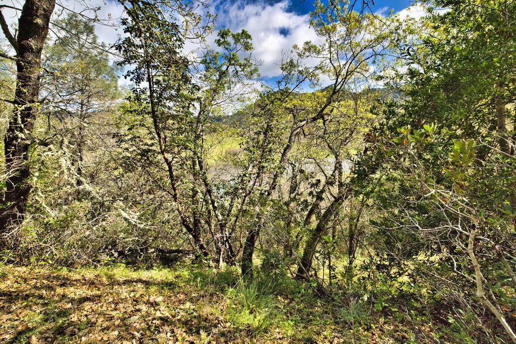 15805 Uvas Road Morgan Hill, CA 95037 - Photo 24 of 41 a view of a tree