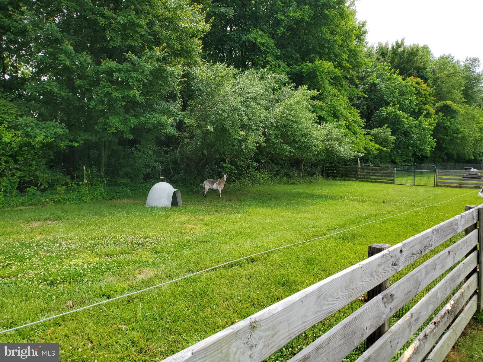 269 Walker School Road Townsend, DE 19734 - Photo 25 of 57 a Goat...lol