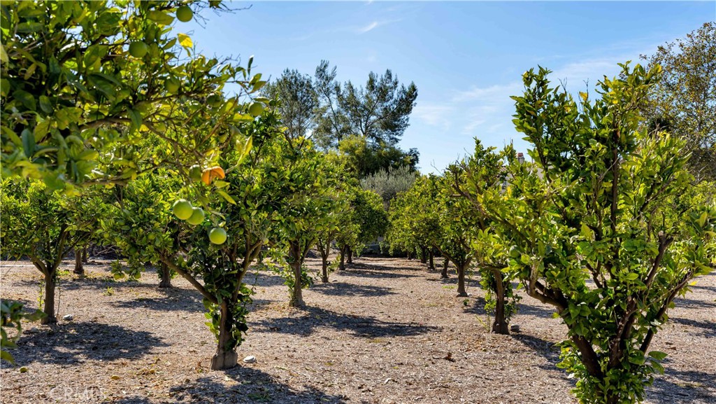2 Thomas Road Ladera Ranch, CA 92694 - Photo 60 of 69 Enjoy your community orange grove. Just stop by on your way home and pick up some fresh oranges--just wait until they are ripe!