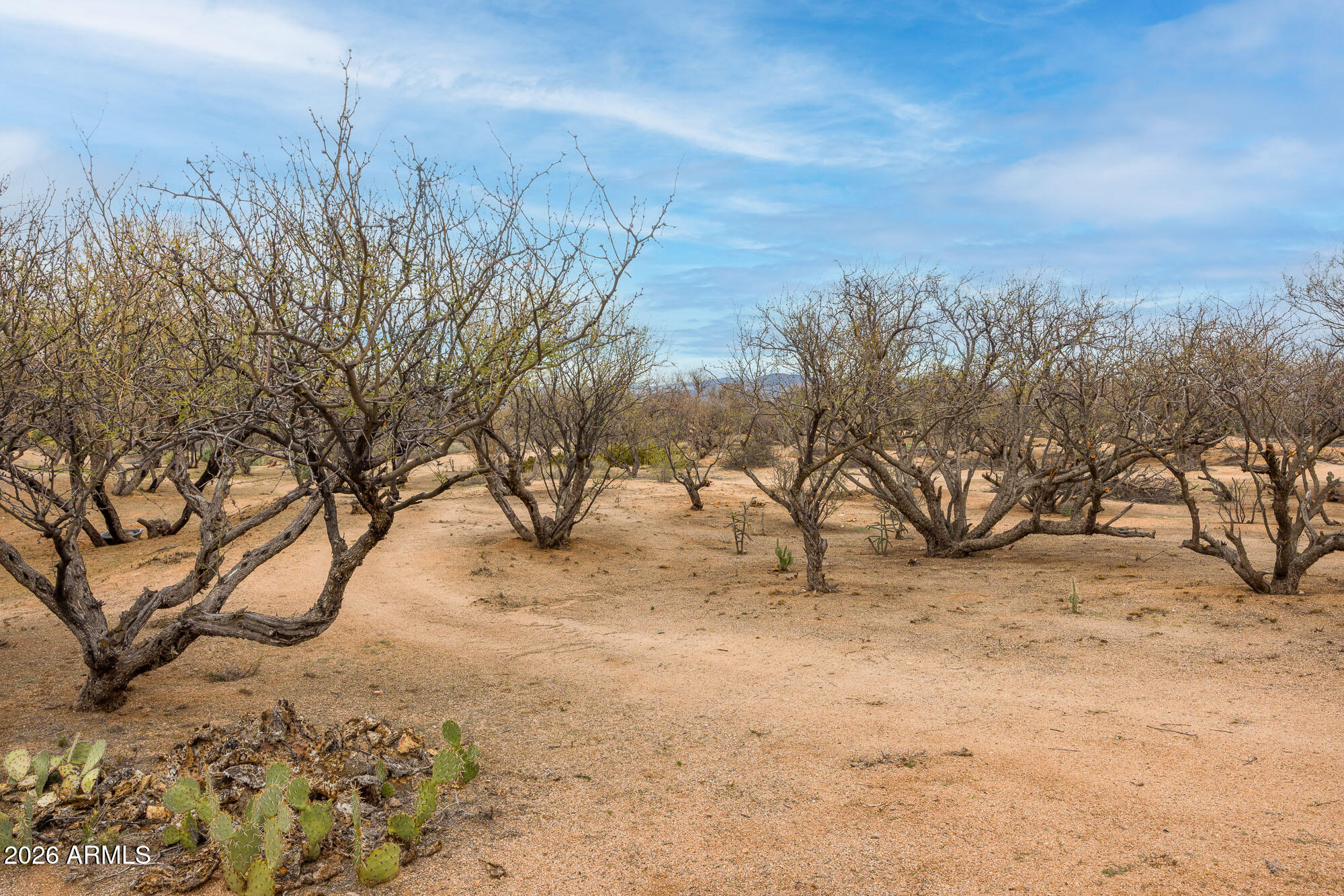1030 Barrel Cactus Ridge, Unit 39 Benson, AZ 85602 - Photo 22 of 36 a view of a yard with a tree