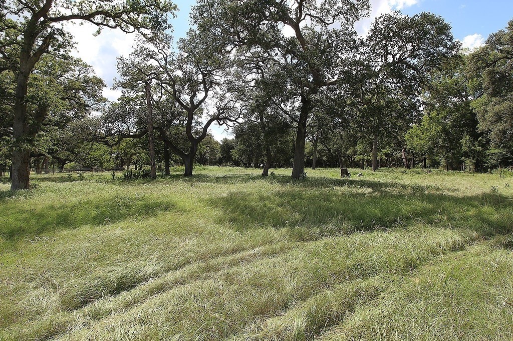 1801 Fm 1383 Schulenburg, TX 78956 - Photo 11 of 17 a big yard with lots of green space and deers
