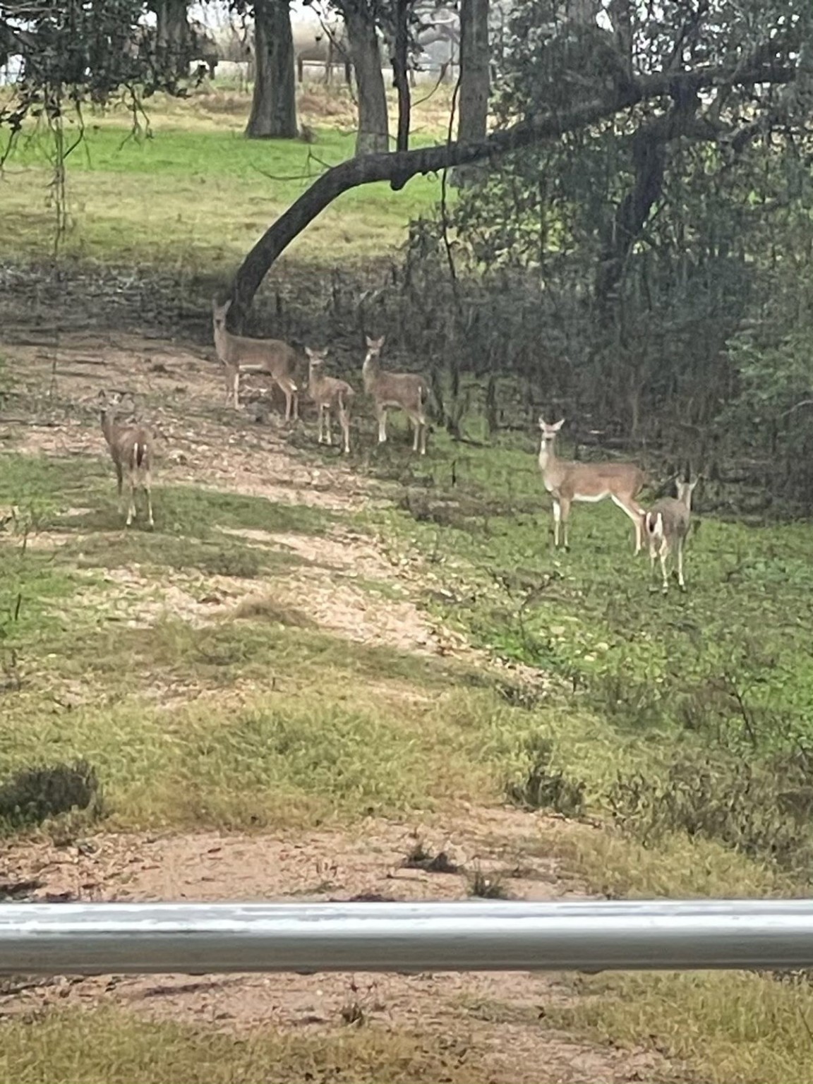 1801 Fm 1383 Schulenburg, TX 78956 - Photo 2 of 17 a view of a yard with wooden floor