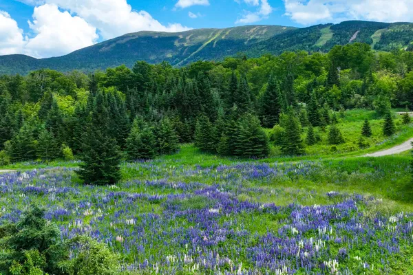 $259,000 | 21 Adams Wulf Lane, Sandy River Plt, ME 04970