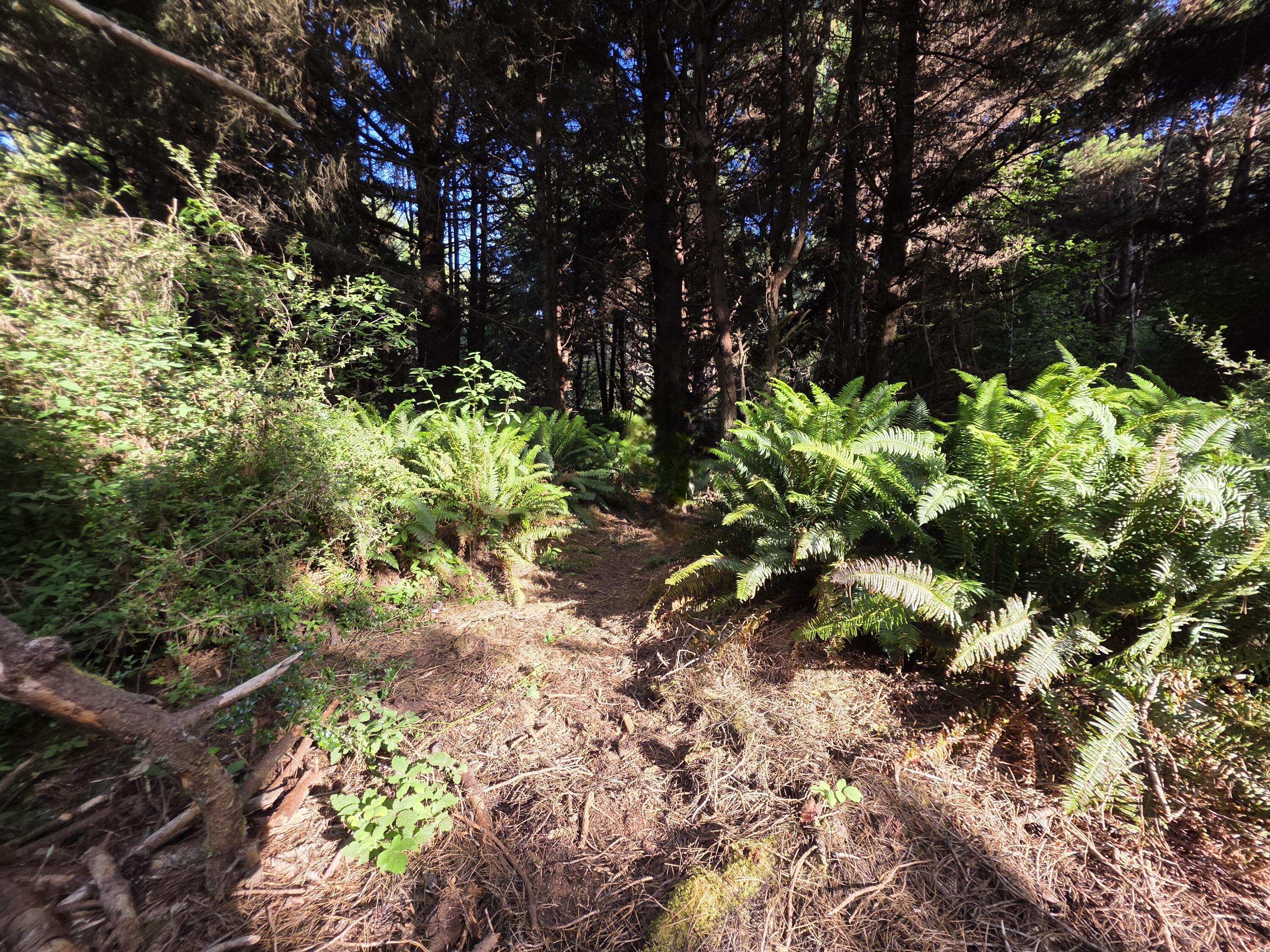 3848 Dows Prairie Road McKinleyville, CA 95519 - Photo 7 of 10