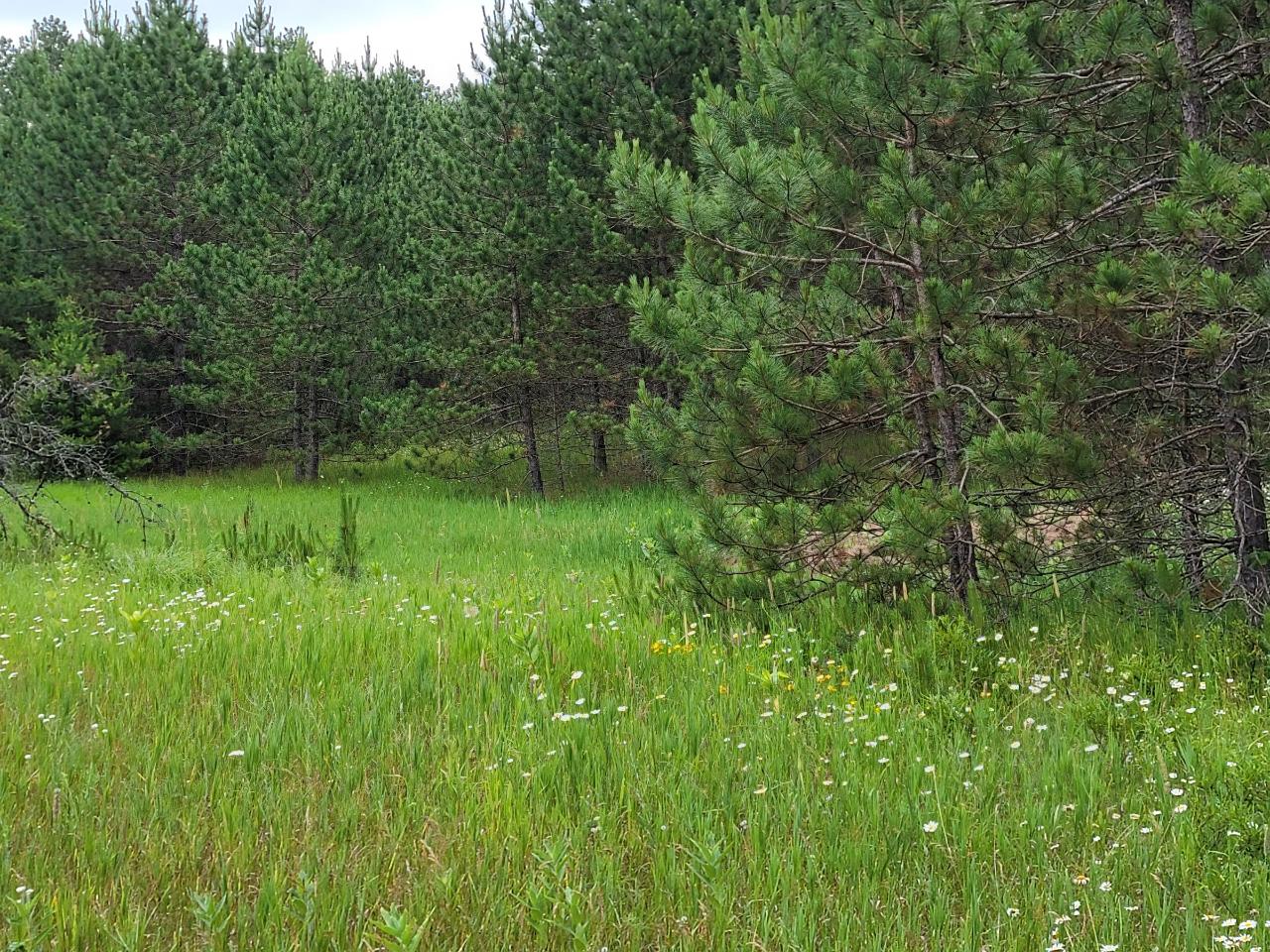 2425 Point O Pines Road Tomahawk, WI 54487 - Photo 14 of 30 Gallery Image 14