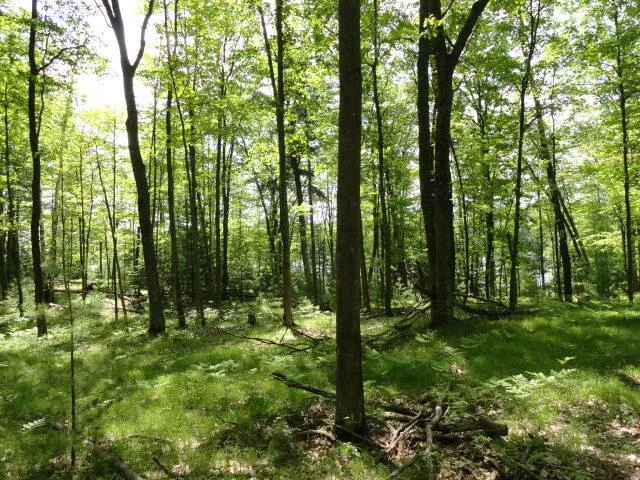 $125,000 | Lt18 Bear Lake Lane, Laona, WI 54541