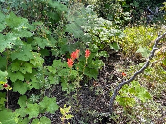 0 Big Creek Road Quincy, CA 95971 - Photo 16 of 19