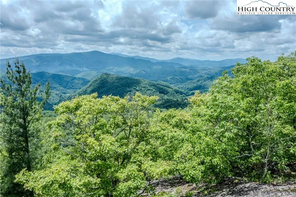 a view of a lush green forest