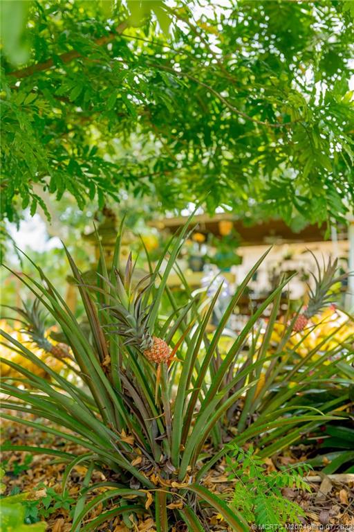 4171 Southeast Robert Loop Road Stuart, FL 34997 - Photo 25 of 27 a view of a tree