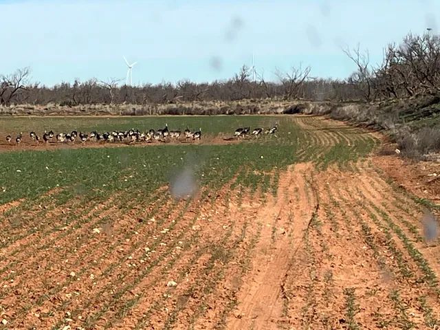 $480,000 | 29 Cr Tahoka Tx 79373, Tahoka, TX 79373