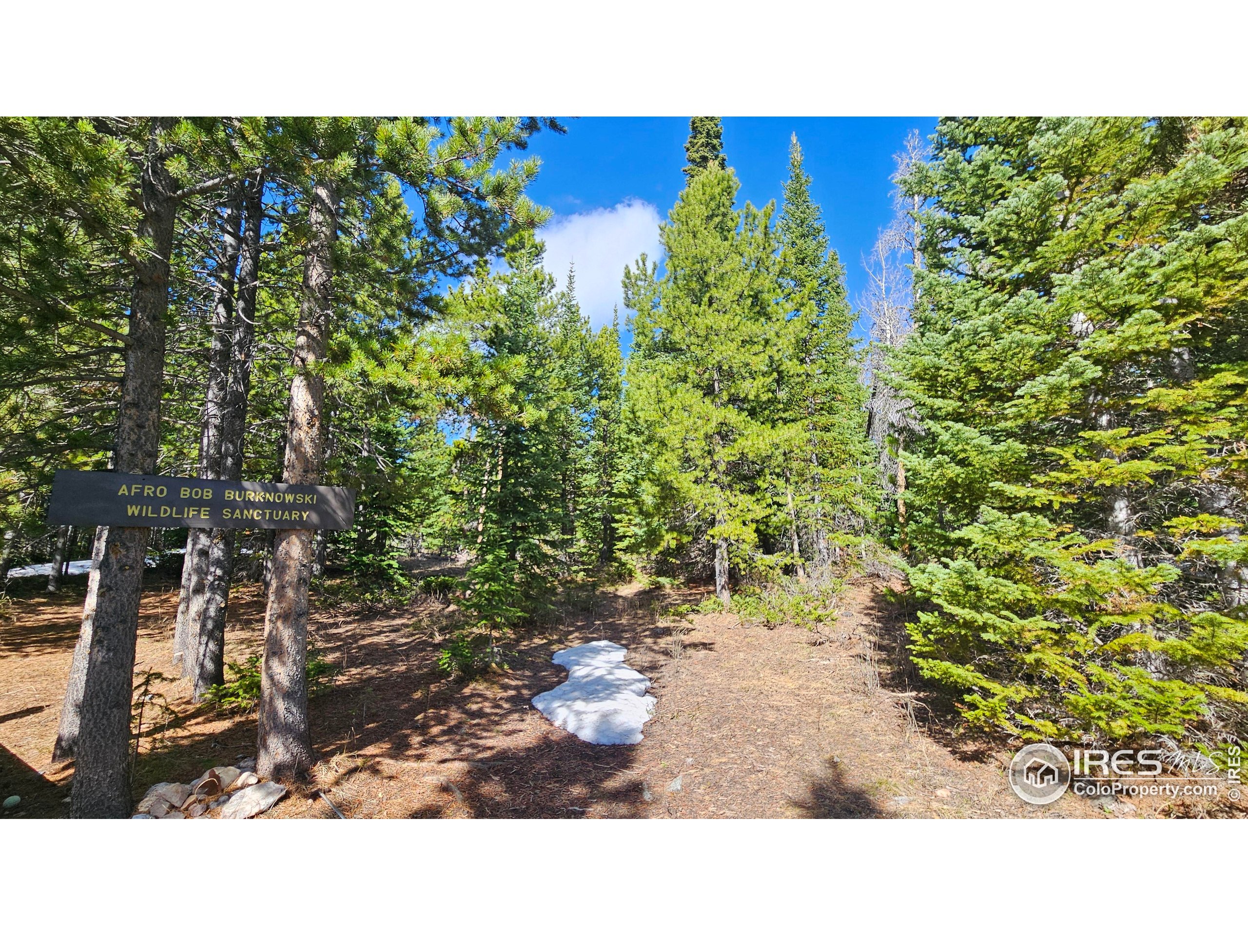 a open area with trees in front of it