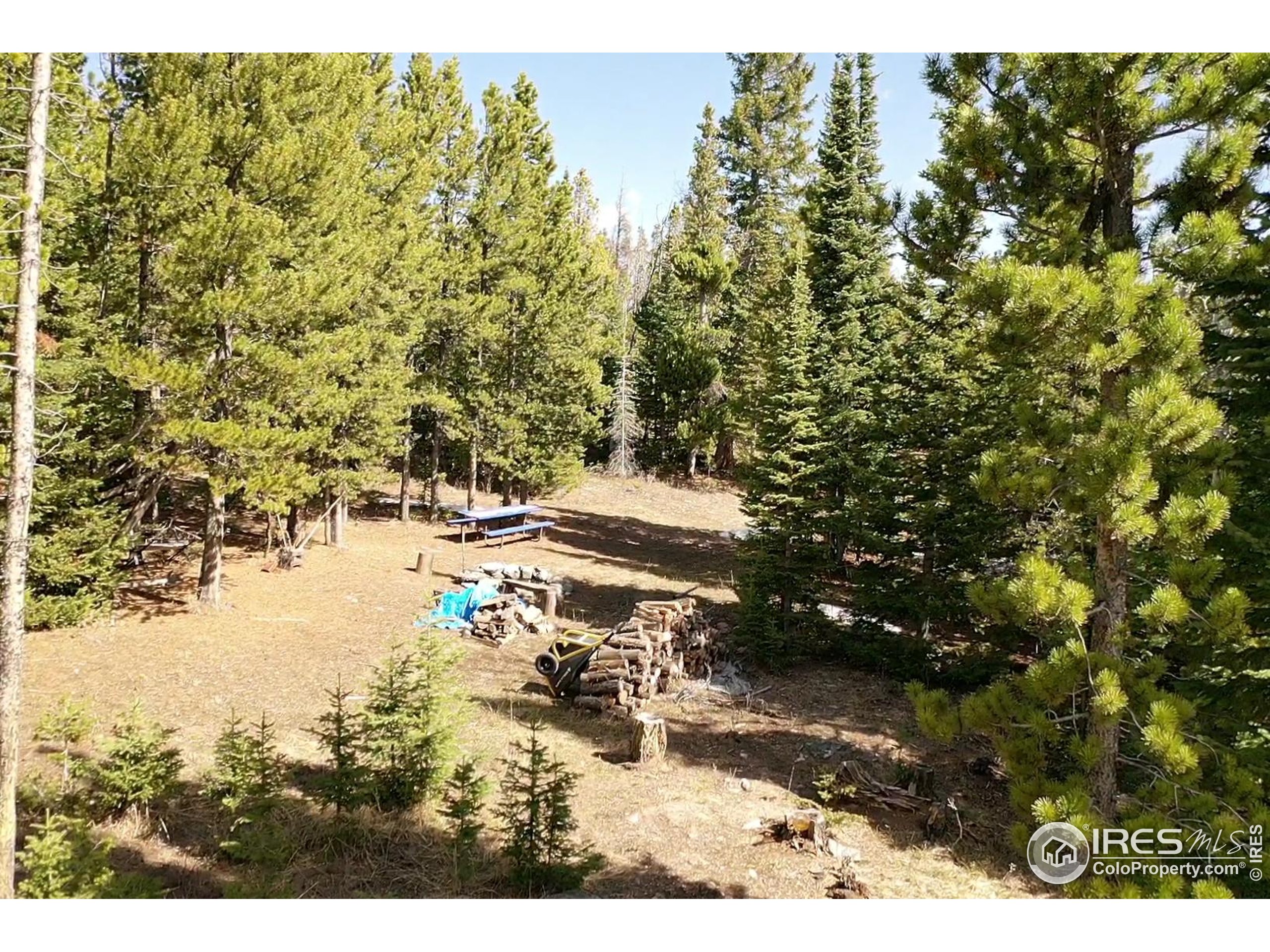 0 Forest Service 169 Road, Unit 7 Red Feather Lakes, CO 80545 - Photo 13 of 18 a view of yard with green space